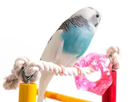 Bird Life Wood Playpen