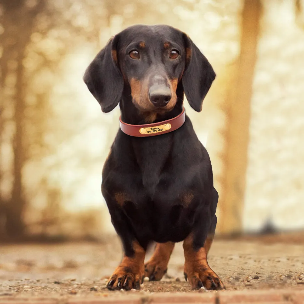 Dog Skin Collar