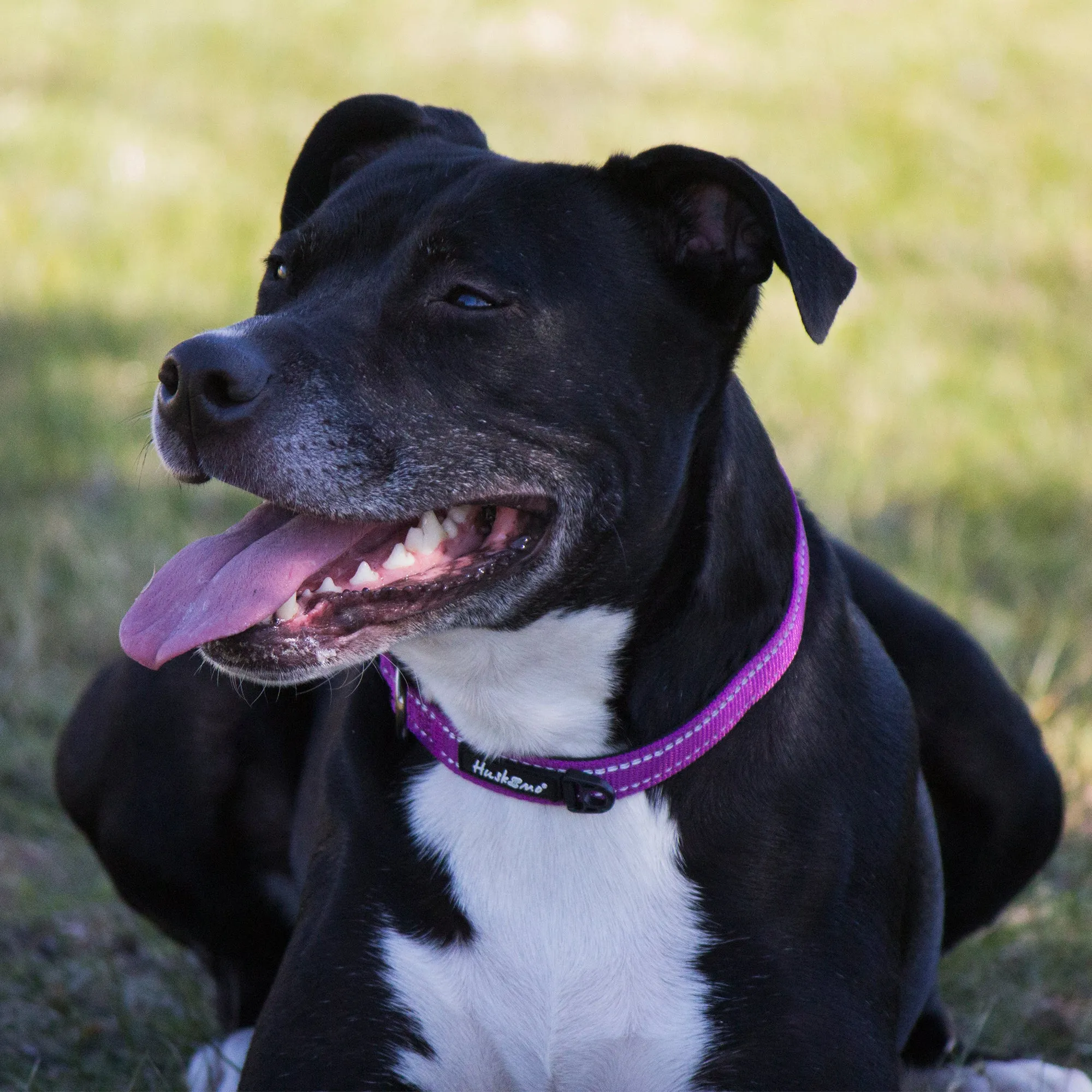 Huskimo Trekpro Dog Collar Aurora