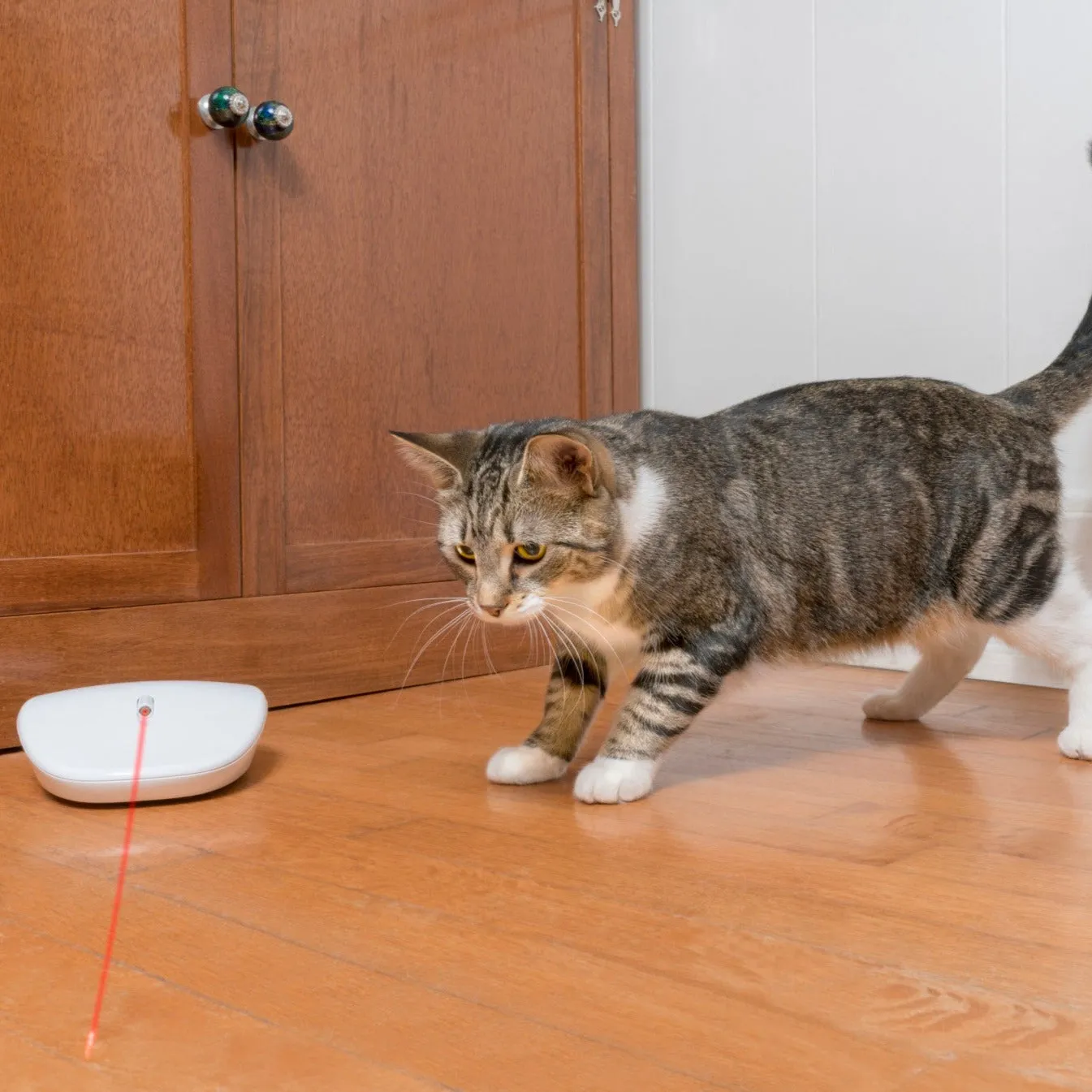 Laser Tail Automatic Laser Light