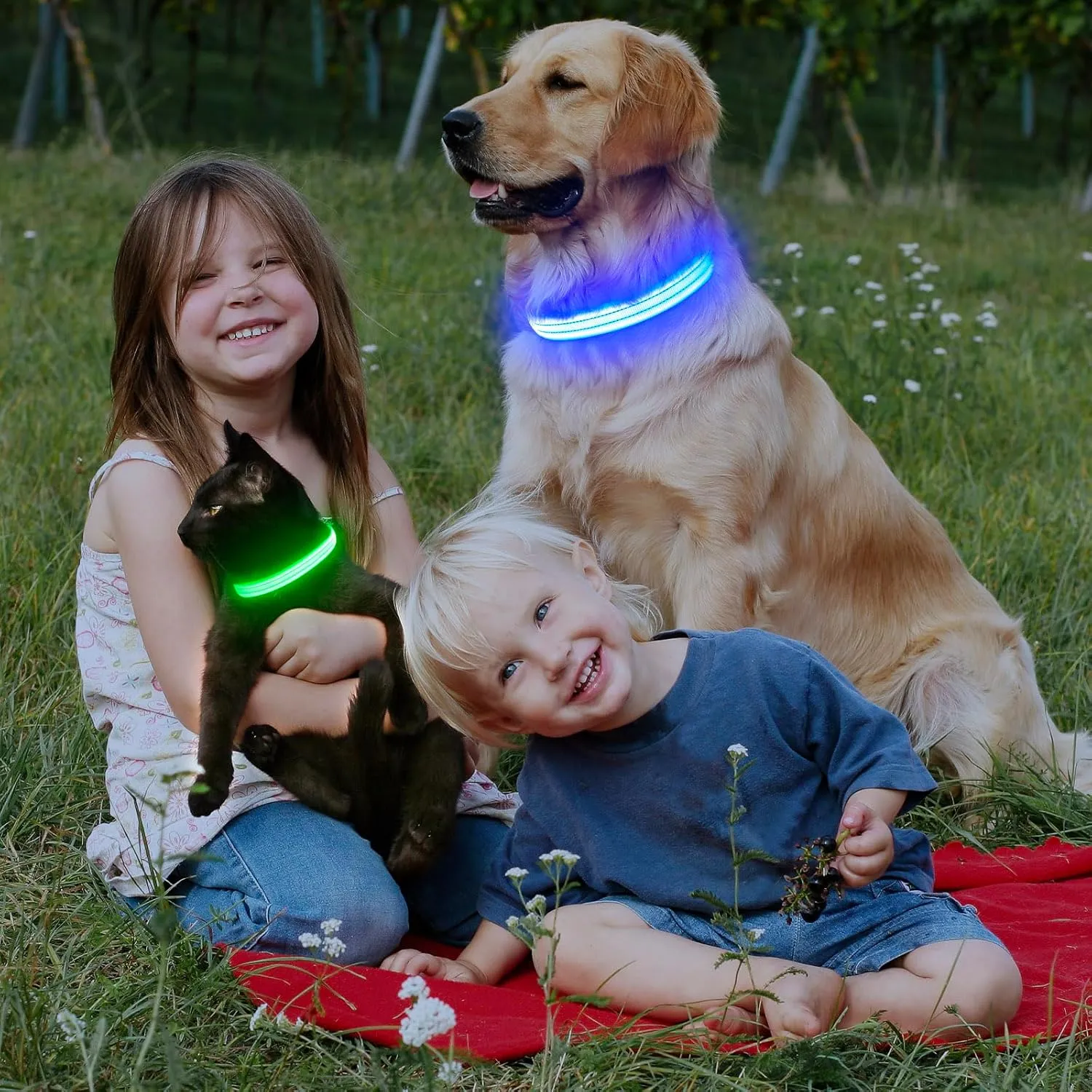 LED Dog Collar, Reflective Glow Collar for Night Safety, USB Rechargeable, Waterproof, Flashing (Green, Medium)
