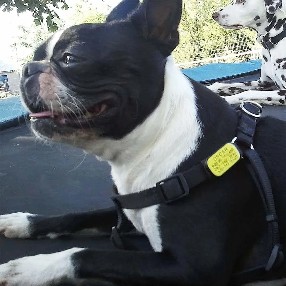 LuckyPet Pet ID Tag: Collar Tag - Attaches Flat to Any Collar - Perfect for Dogs or Cats - Custom Engraved - Durable and Silent! Small-Black-Rectangle