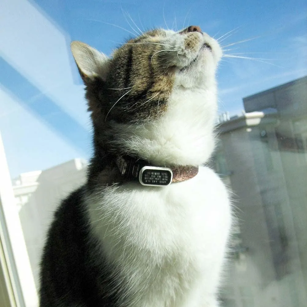 LuckyPet Pet ID Tag: Collar Tag - Attaches Flat to Any Collar - Perfect for Dogs or Cats - Custom Engraved - Durable and Silent! Small-Black-Rectangle