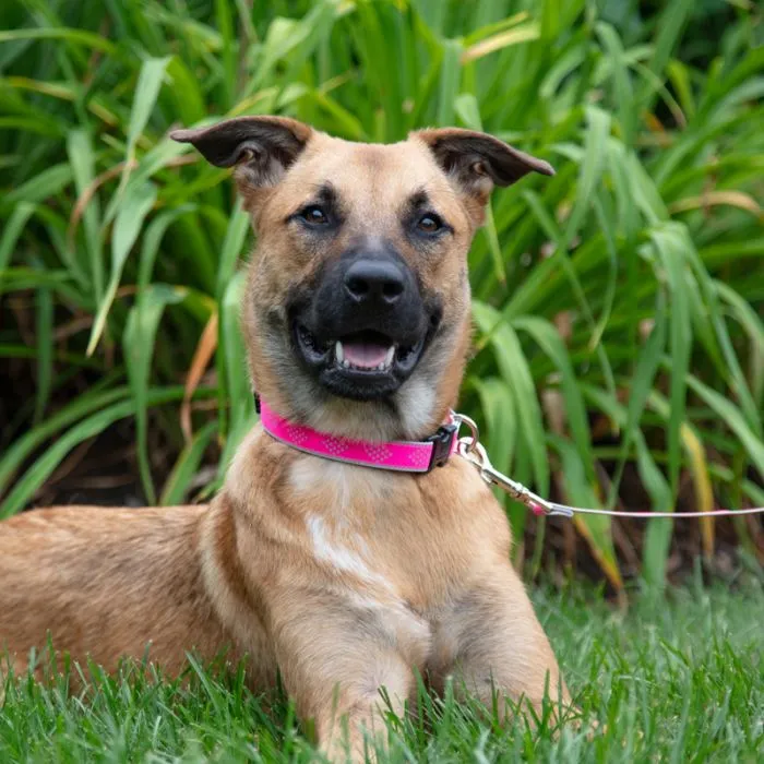 Lupine Pet Dog Reflective Collars & Lead