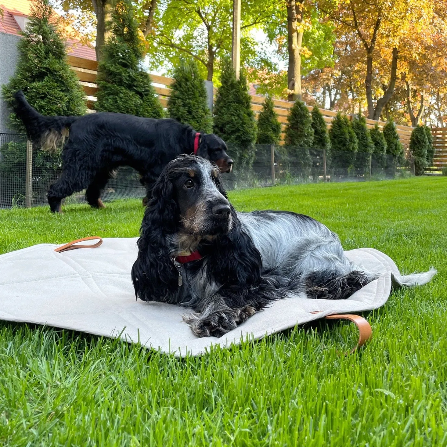 OKKA Dog Mat - Travel