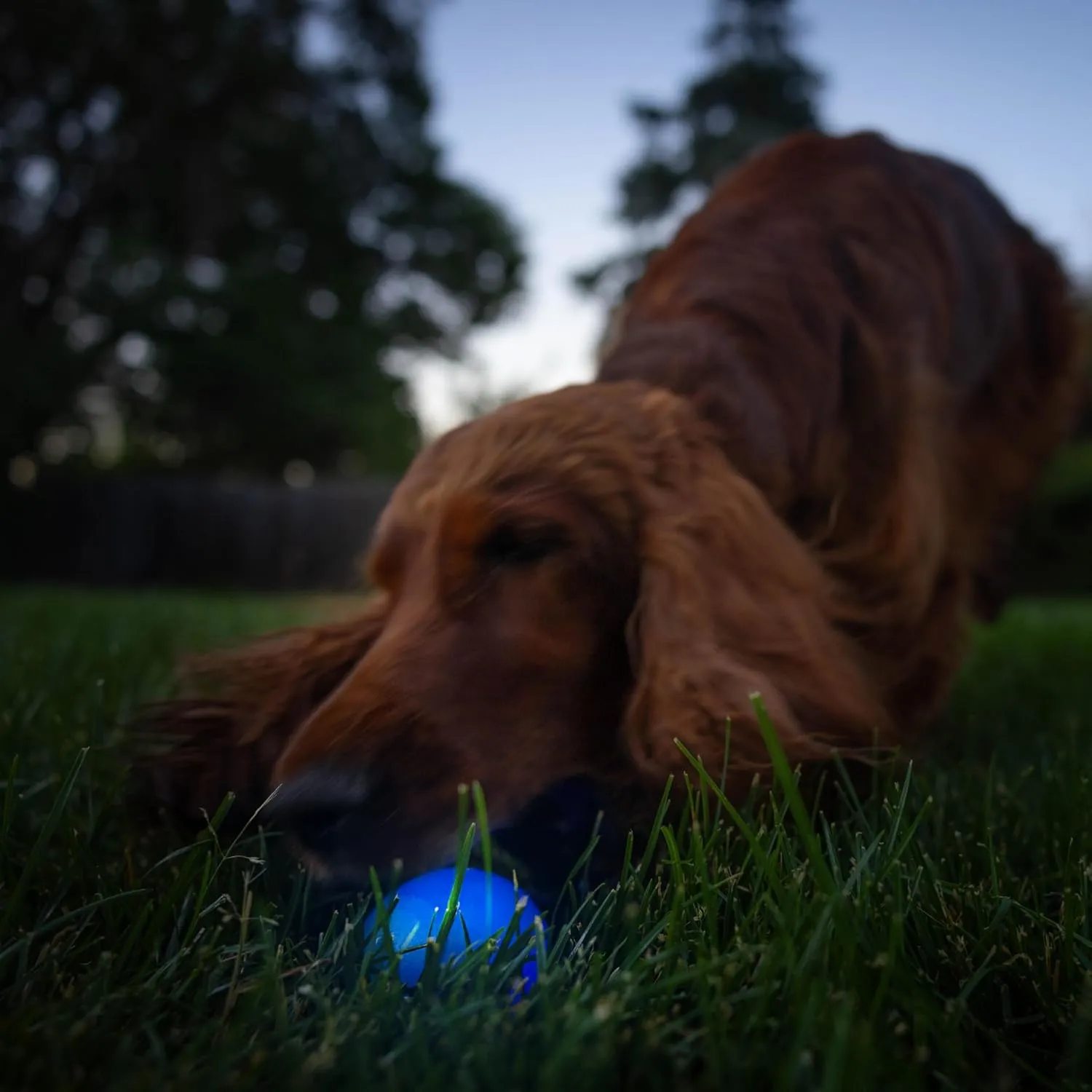 Outward Hound by Planet Dog Strobe Light Up LED Ball Dog Toy, Blue