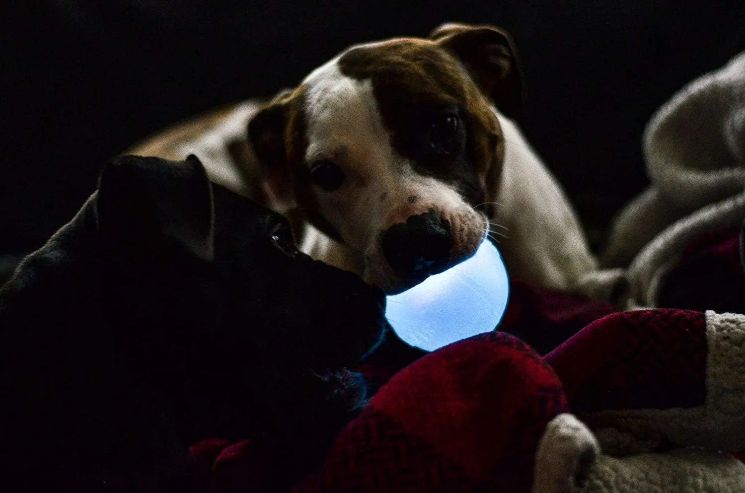 Outward Hound by Planet Dog Strobe Light Up LED Ball Dog Toy, Blue