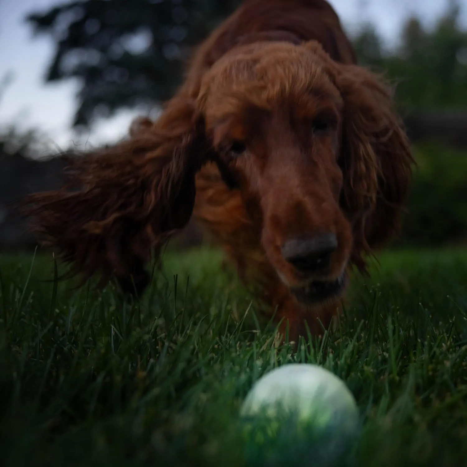 Outward Hound by Planet Dog Strobe Light Up LED Ball Dog Toy, Green