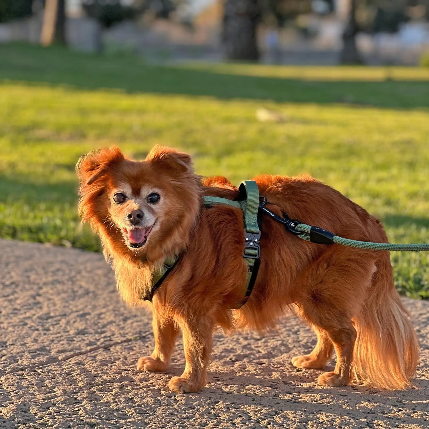 PawsPassion Dog Harness for Medium Dogs, Chew-Proof Metal Hardware, Easy Walk Dog Harness, Ergonomic Y-Shaped Design, Soft Padding, Padded Handle, Durable High-Tensile Nylon (Evergreen, M)