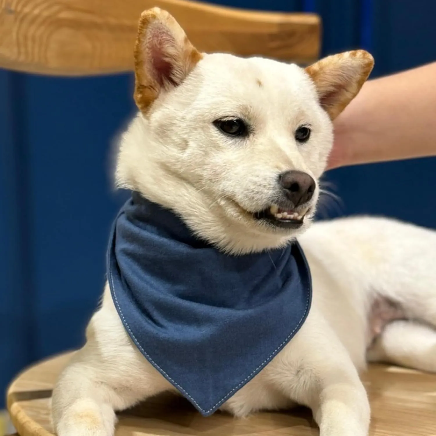 Premium Solid Navy Dog Bandana, Luxury Soft Cotton Adjustable Triangle Scarf for Small Dogs, Comfortable, Stylish, and Customizable for All Seasons, Dog Accessories