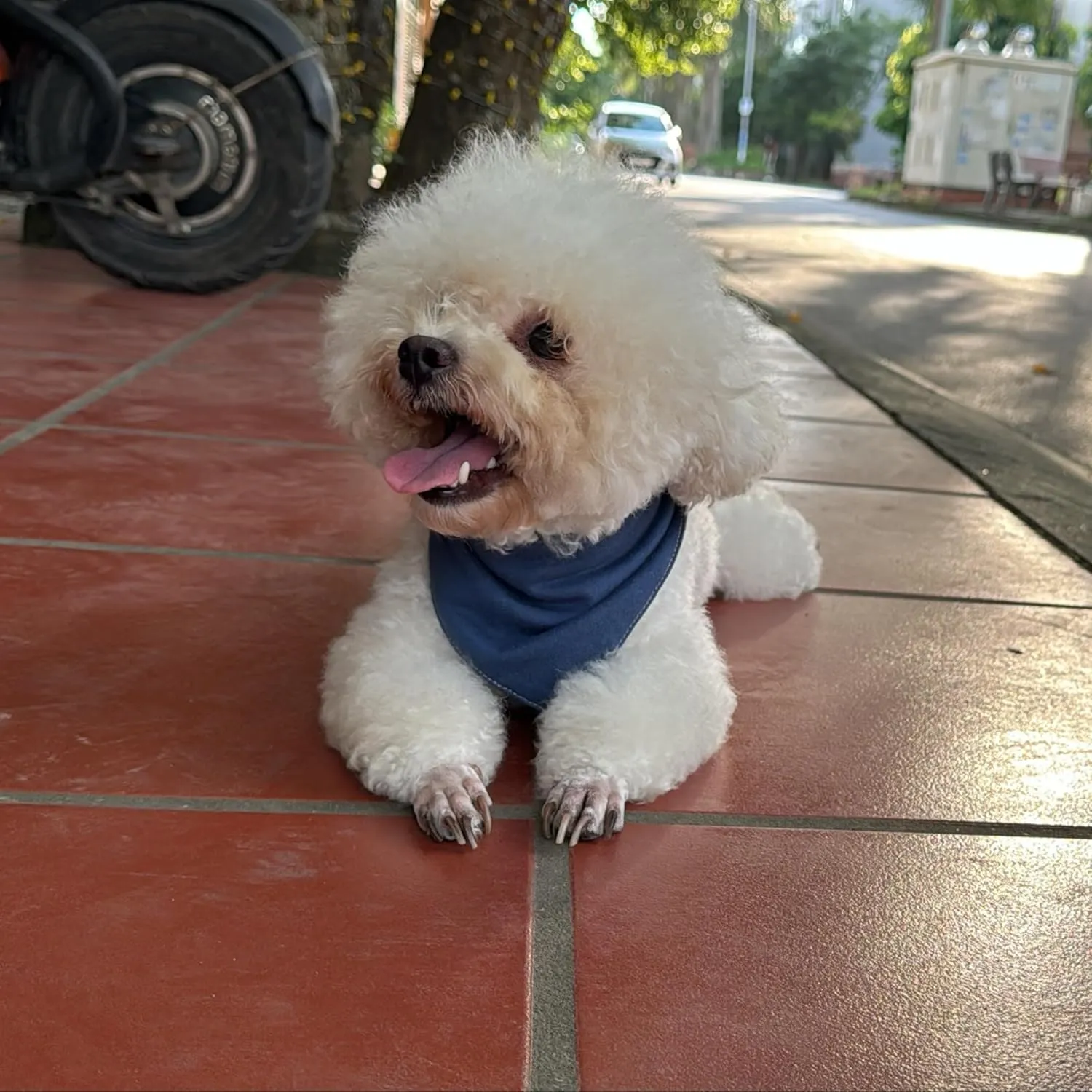 Premium Solid Navy Dog Bandana, Luxury Soft Cotton Adjustable Triangle Scarf for Small Dogs, Comfortable, Stylish, and Customizable for All Seasons, Dog Accessories