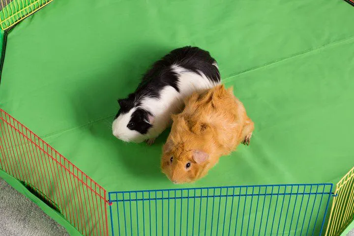 PREVUE SMALL ANIMAL PLAYPEN