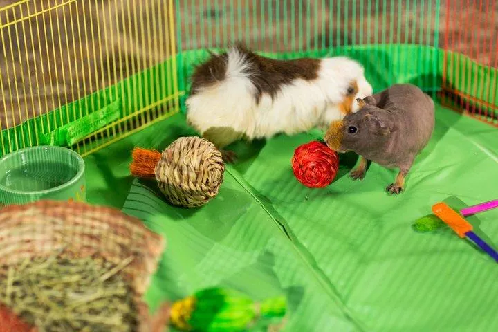 PREVUE SMALL ANIMAL PLAYPEN