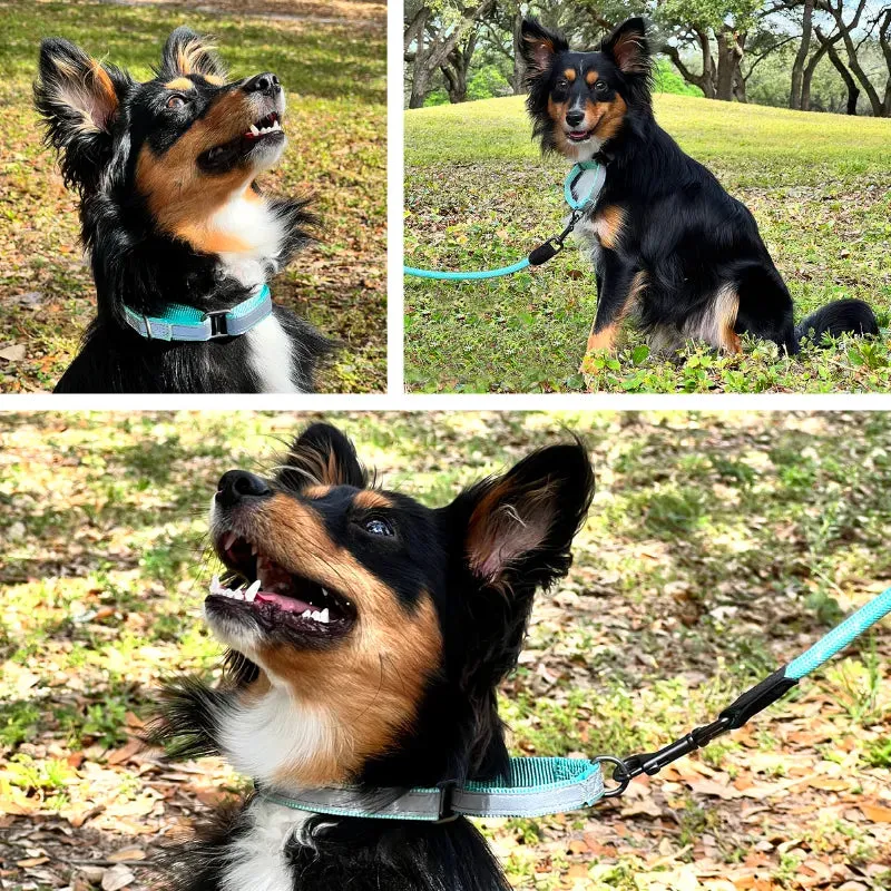 Reflective Martingale Dog Collar